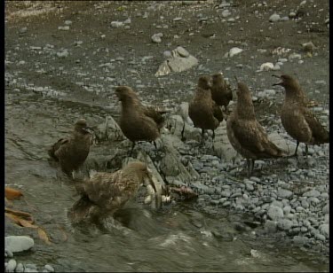 Skua's fighting over dead animal until carcass is washed away in river and none of them get anything.