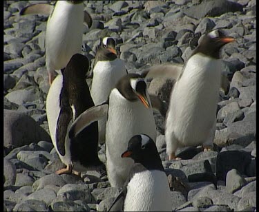 Gentoo penguin waddling over rocks