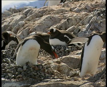 Gentoo penguin nesting