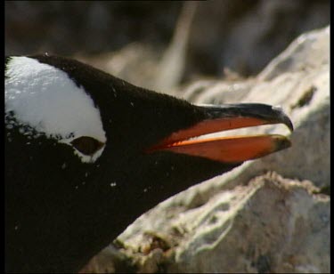 Gentoo penguin side profile, portrait