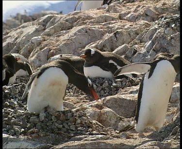 Penguin nesting, calling to threaten possible intruder.