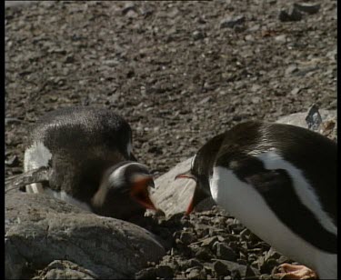 Penguins fighting calling