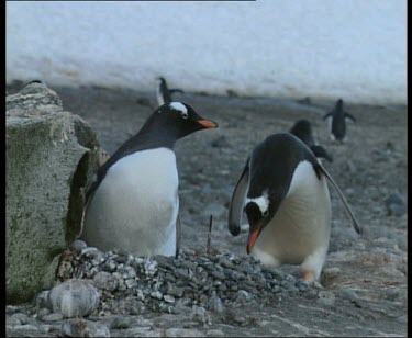 Gentoo penguin nest building. One penguin steals a stone from another's nest