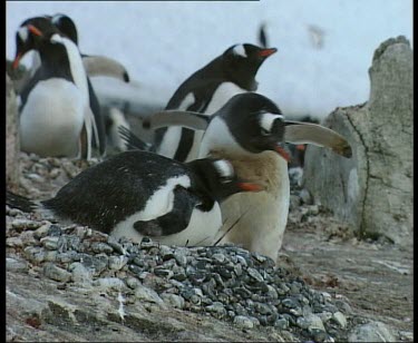One penguin waddles around nest site, another rushes to threaten the intruder