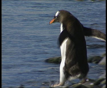 Penguin entering water, tentatively