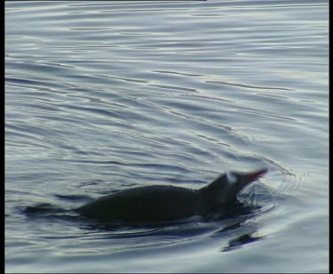 Penguin swimming and hunting