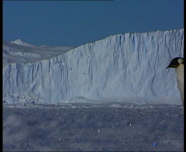 Emperor penguin slowly waddles across ice.