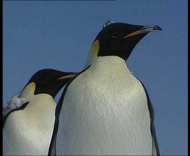 LA. emperor penguin moulting