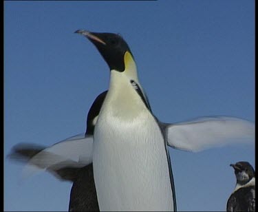 emperor penguin flapping wings