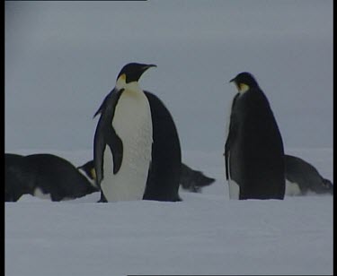 Emperor penguins sliding across ice on fat bellies.