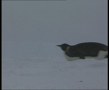 emperor penguin sliding across ice, using front flippers to propel