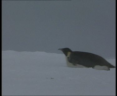 emperor penguin sliding across ice, using front flippers to propel up a slope.