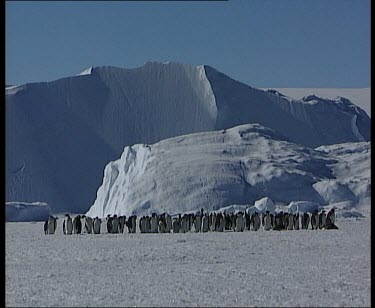 colony rookery of emperor penguins huddle together, majestic snowy mountains in background