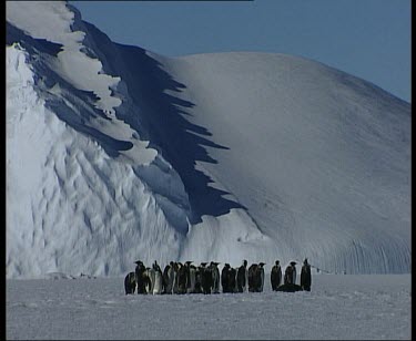 colony rookery of emperor penguins huddle together, majestic snowy mountains in background