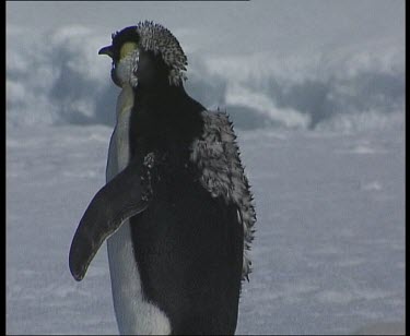 Moulting emperor penguin