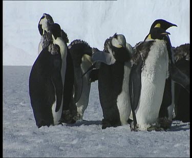 Moulting emperor penguins preening