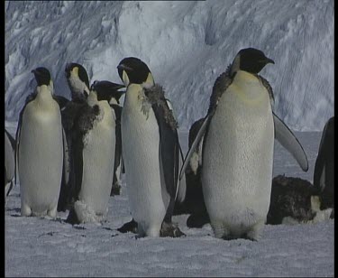Moulting emperor penguins