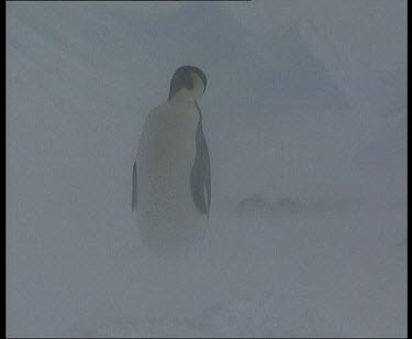 Emperor penguins in blizzard. One standing and one sliding.