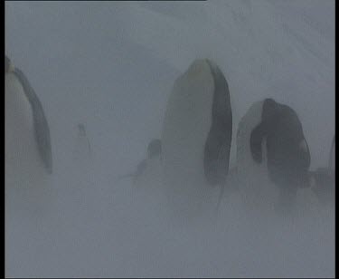 Emperor penguins in blizzard.