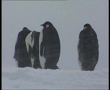 Emperor penguins huddle in blizzard