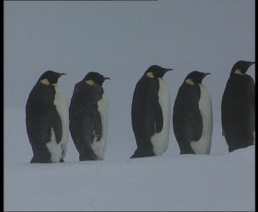 Emperor penguins huddle in blizzard