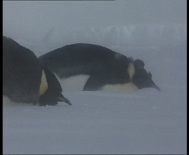 Emperor penguins lying on ground in blizzard.
