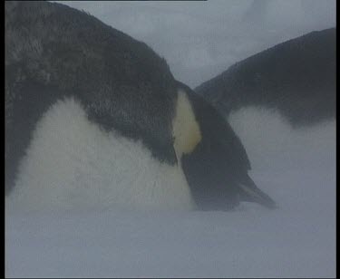 Emperor penguins lying on ground in blizzard.