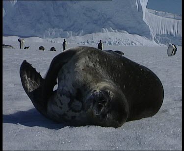 Weddell seal resting on ice, penguins in background.