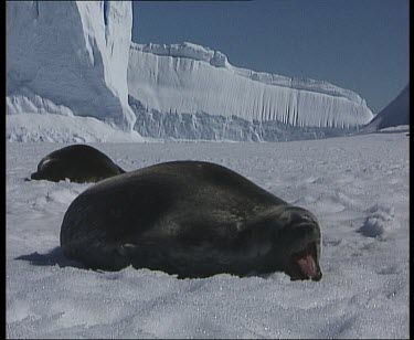 Weddell seal resting on ice