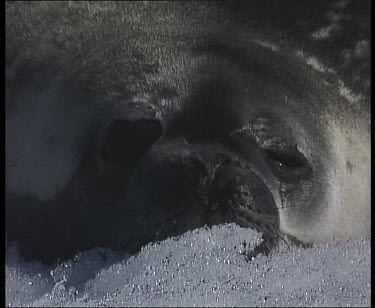 Weddell seal yawn