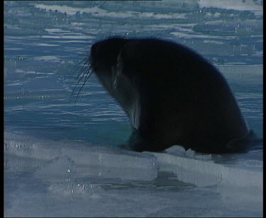 Seal swimming. Raises head above water.