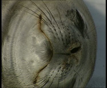 Seal resting sleeping