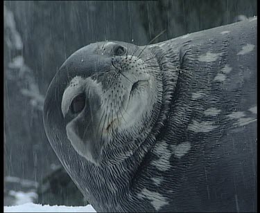 Weddell seal resting, snow falling