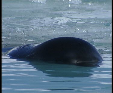 Swimming seal with head raised above water to breathe