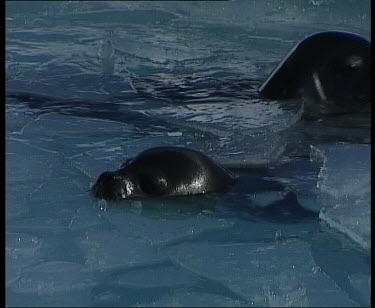 Seals swimming under icy water, surfacing for air