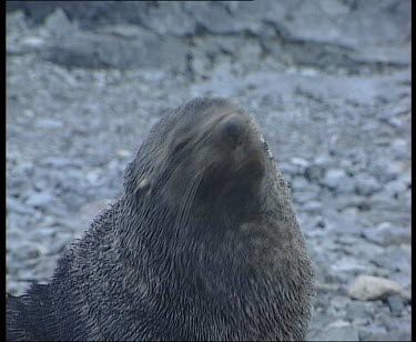 Head of fur seal, see ear.