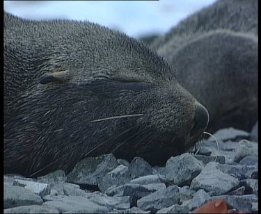Fur seal sleeping, yawns. See ear.