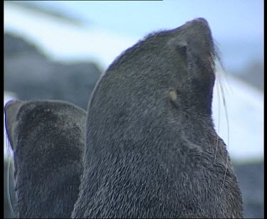 Zoom out, fur seals threatening