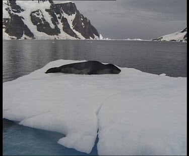 Leopard seal on ice floe floats past.