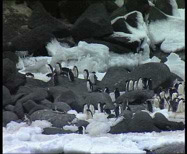 Penguins with background of sculptural ice and snow