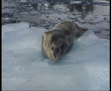 Leopard seal looking to camera, turns away.