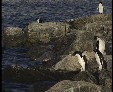 Penguins on boulders at edge of sea