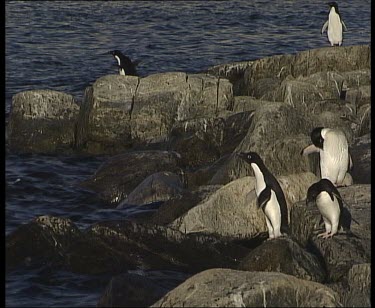Penguins on boulders at edge of sea, dives in.