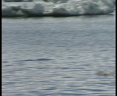 Penguin swims rapidly across sea