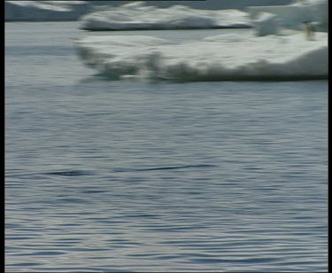 Pan as penguin swims rapidly across sea