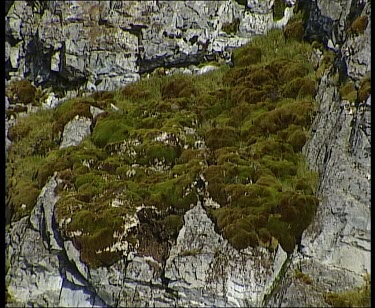 Moss Antarctic vegetation.