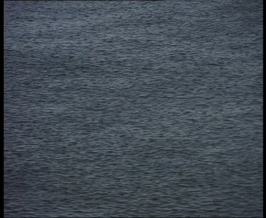 Ocean. Krill swimming at surface.