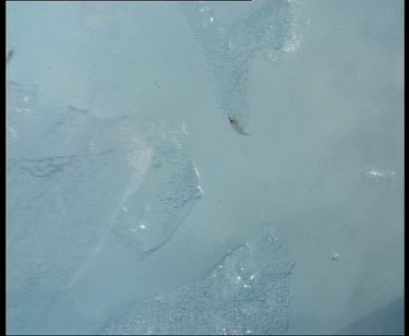Krill swimming between chunks of ice.