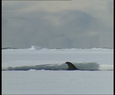 Two Minke whales breaching between ice.