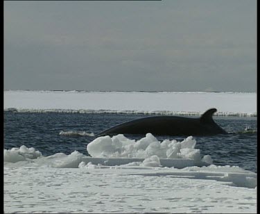 Minke whale breaching
